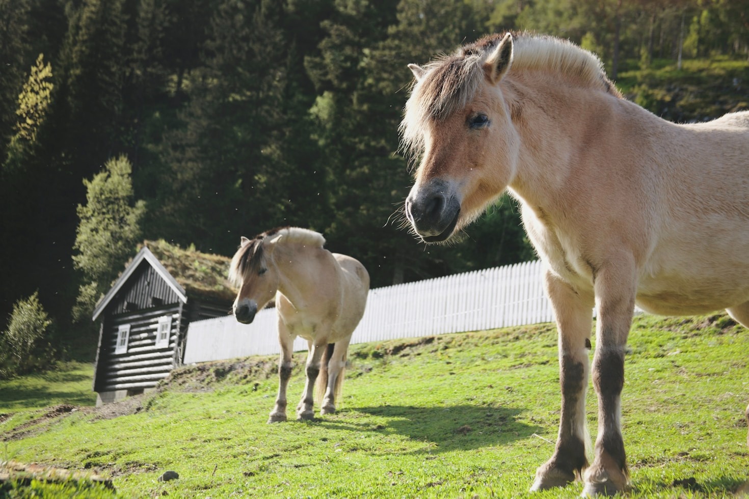 Den ideella kraften bakom Fjordhästföreningen