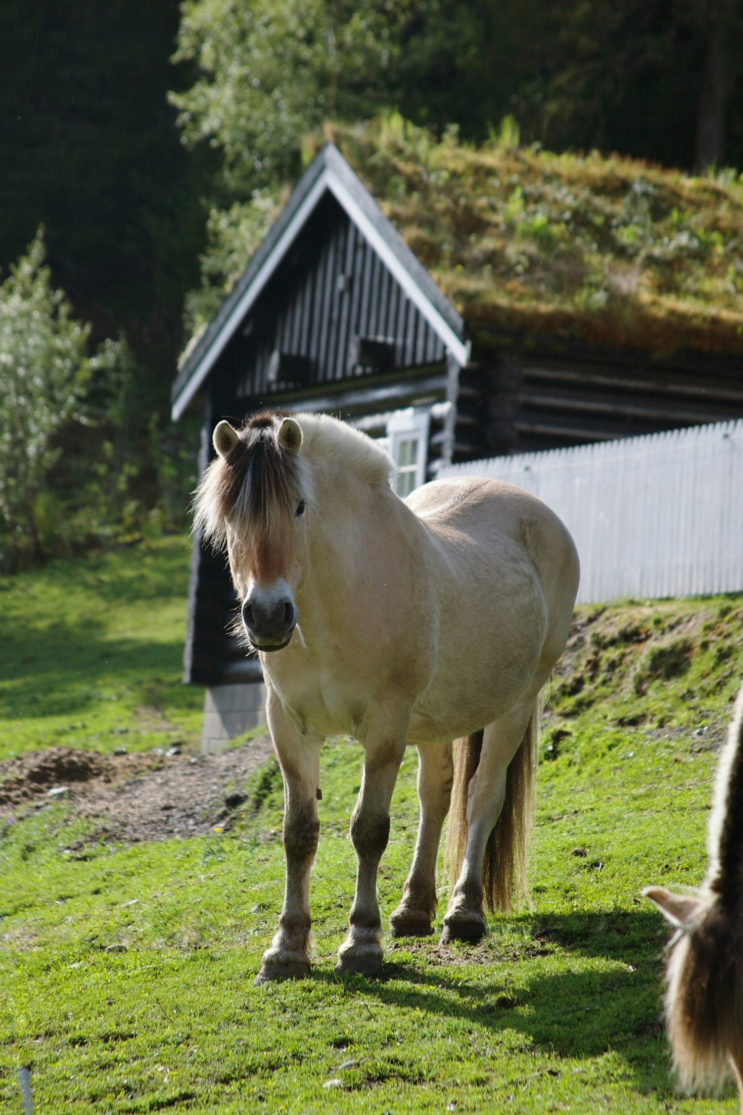 Fjordhästen: En vän och medhjälpare